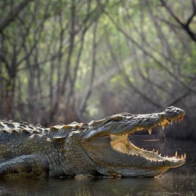 Crocodile Crocodile
