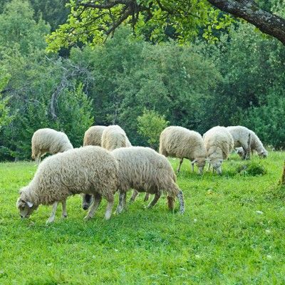 Lamb Lamb