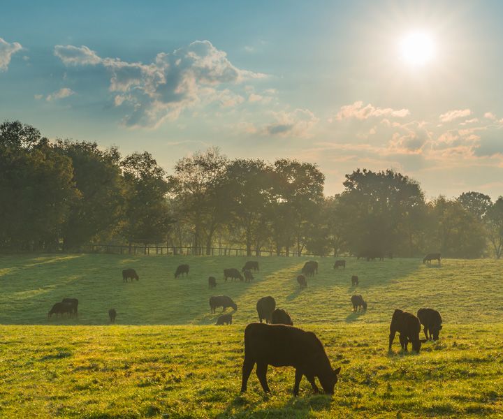 Our ingredients are ethically and sustainably sourced